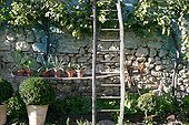 Succulent plants and ladder against a wall in a garden