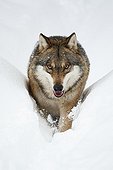 Europe Wolf walking in snow Bayerischer Wald Germany