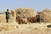 Threshing Teff and cattle Ethiopia