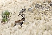 Abyssinian ibex in the grass Ethiopia Simien NP