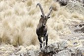 Abyssinian ibex on a rock Ethiopia Simien NP