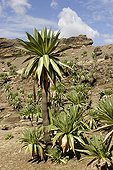 Giant Lobelias and rock Ethiopia Simien NP
