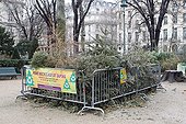 Deposit of Christmas trees for recycling Paris France