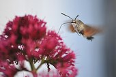 Olive Bee Hawk-moth foraging a flower in flight France