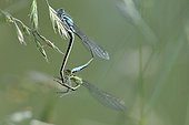 Blue-tailed Demoiselle mating Normandy France 