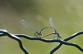 Blue-tailed Demoiselle mating a fence France