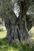 Ancient olive tree estimated to be 1300 years old