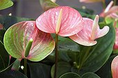 Flamingo flower 'Adios Kiss', October