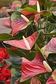 Flamingo flower 'Strong Love', October