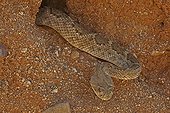 Western Diamond-backed Rattlesnake Sonoran desert USA ; Emerging from winter hibernation site