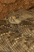 Western Diamond-backed Rattlesnake Sonoran desert USA ; Emerging from winter hibernation site