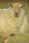 Portrait of Suffolk sheep in the meadow UK 