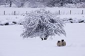 Snow on tree and sheep in a meadow Wales UK