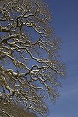 Snow on tree Wales UK
