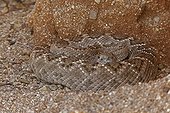 Western Diamond-backed Rattlesnake Sonoran desert USA ; Emerging from winter hibernation site