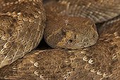 Western Diamond-backed Rattlesnake Sonoran desert USA ; Emerging from winter hibernation site