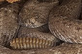 Western Diamond-backed Rattlesnake Sonoran desert USA ; Emerging from winter hibernation site