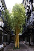 Tall Bamboo Growing in Paris Courtyard, France