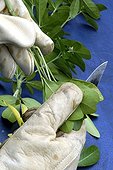 Preparing Cuttings of Mexican Orange Blossom 'Sundance' ; Using Knife to Remove Top Growth of Cutting (Step 2 of 4)