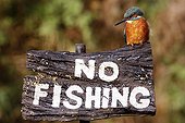 Kingfisher on a No Fishing sign Midlands UK
