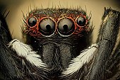 Portrait of a Jumping spider