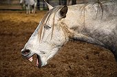 Livestock Lusitano horse neighing of Vaucluse France ; Breeding Delgado