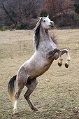 Spanish thoroughbred horses rearing Vaucluse