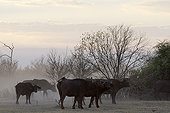 Savanna buffaloes in Chobe NP in northwest Botswana