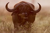 Savanna buffalo at dawn in the Nakuru NP Kenya