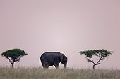 African bush elephant feeding in the Masai Mara NR Kenya