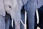 Young elephants in the Amboseli NP Kenya