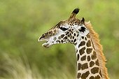 Portrait of a young Masai Giraffe in the Masai Mara NR