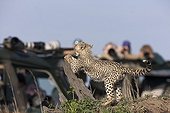 Tourists photographing a young Cheetah Masai Mara NR ; Six cubs family