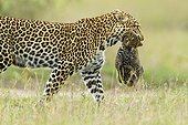 Leopard mother carrying cub 1 month old in Kenya 