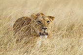Lioness hunting in the Masai Mara NR Kenya