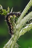 Painted Lady caterpillar on a Thistle France 