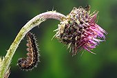 Painted Lady caterpillar pupate on Thistle France