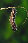 Painted Lady caterpillar pupate on Thistle France