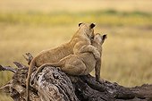 Lion cubs playing in the Masai Mara NR Kenya