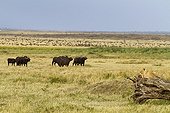 Lion observing african Buffaloes in the Masai Mara NR Kenya