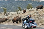 Courtesy car and Plains Bison Yellowstone NP USA ; Species that have approached extinction in the early twentieth century - a herd at Yellowstone has survived, thanks to national park status - Today the herds are the masters of the park, resulting in their huge traffic jams and travel delays