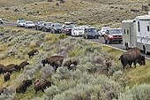 Courtesy car and Plains Bison Yellowstone NP USA ; Species that have approached extinction in the early twentieth century - a herd at Yellowstone has survived, thanks to national park status - Today the herds are the masters of the park, resulting in their huge traffic jams and travel delays