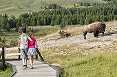 Tourists and Plains Bison Yellowstone NP USA  ; Species that have approached extinction in the early twentieth century - a herd at Yellowstone has survived, thanks to national park status - Today the herds are the masters of the park, resulting in their huge traffic jams and travel delays