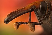Long snout of a Red palm weevil ; Rhynchophorus ferrugineus or red palm weevil; it is killing all palm trees in Spain, originary from South east Asia it is believed it came to Spain in some imported palm trees from Egypt. <br>Image digitally manipullated. <br>