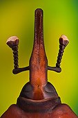 Long snout and antennae of a Red palm weevil ; Rhynchophorus ferrugineus or red palm weevil; it is killing all palm trees in Spain, originary from South east Asia it is believed it came to Spain in some imported palm trees from Egypt. <br>Image digitally manipullated. <br>