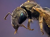 Small metallic bee covered on pollen ; It has a parasitic mite on the wing. <br>Image digitally manipullated. <br>