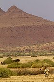 Hartmann's mountain zebra Damaraland Namibia