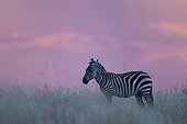 Grant's zebra at sunset in the Masai Mara NR Kenya