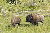 Plains Bison feeling female Yellowstone NP USA ; Species that have approached extinction in the early twentieth century - a herd at Yellowstone has survived, thanks to national park status - Today the herds are the masters of the park, resulting in their huge traffic jams and travel delays