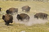 Plains Bison in rut Yellowstone NP USA ; Species that have approached extinction in the early twentieth century - a herd at Yellowstone has survived, thanks to national park status - Today the herds are the masters of the park, resulting in their huge traffic jams and travel delays